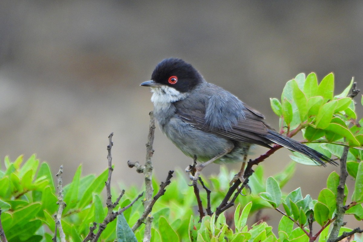 Sardinian Warbler - ML241394871