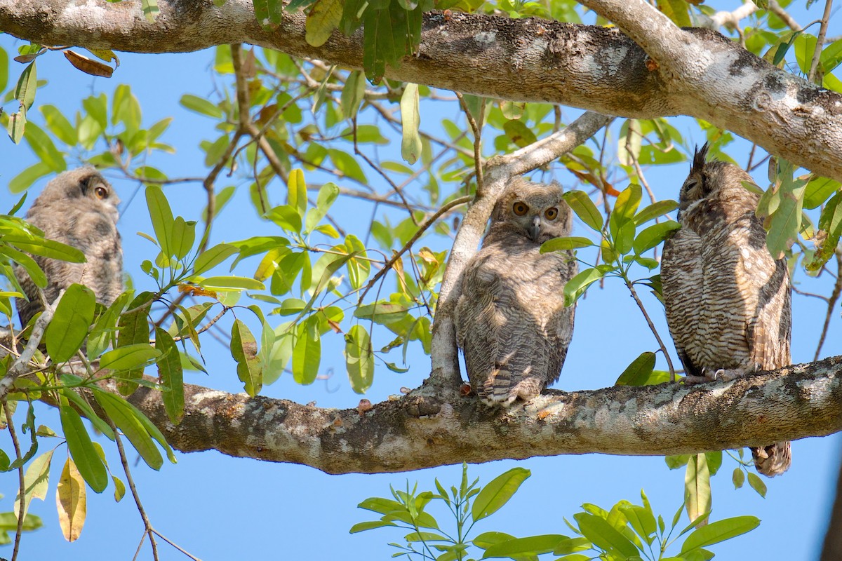 Great Horned Owl - ML241395051