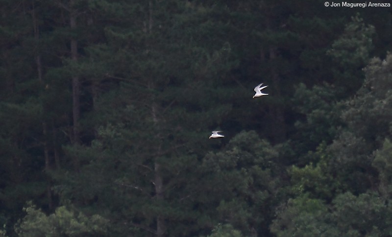 Little Tern - ML241398011