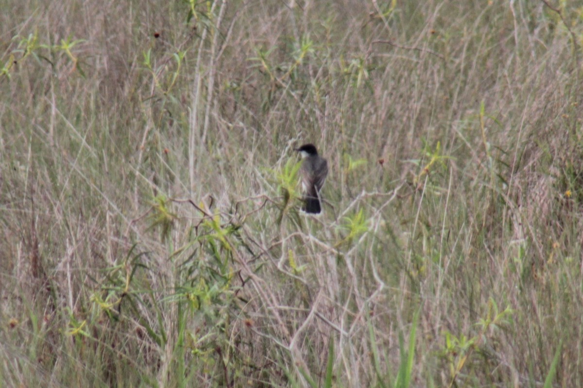 Eastern Kingbird - Robert Repenning