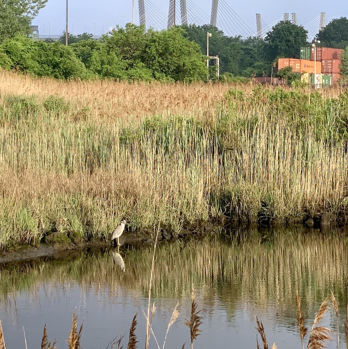 Yellow-crowned Night Heron - ML241398941