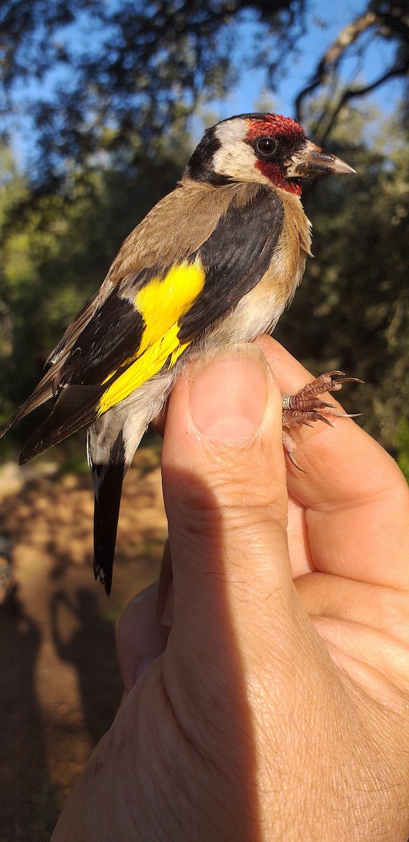 European Goldfinch - ML241399451