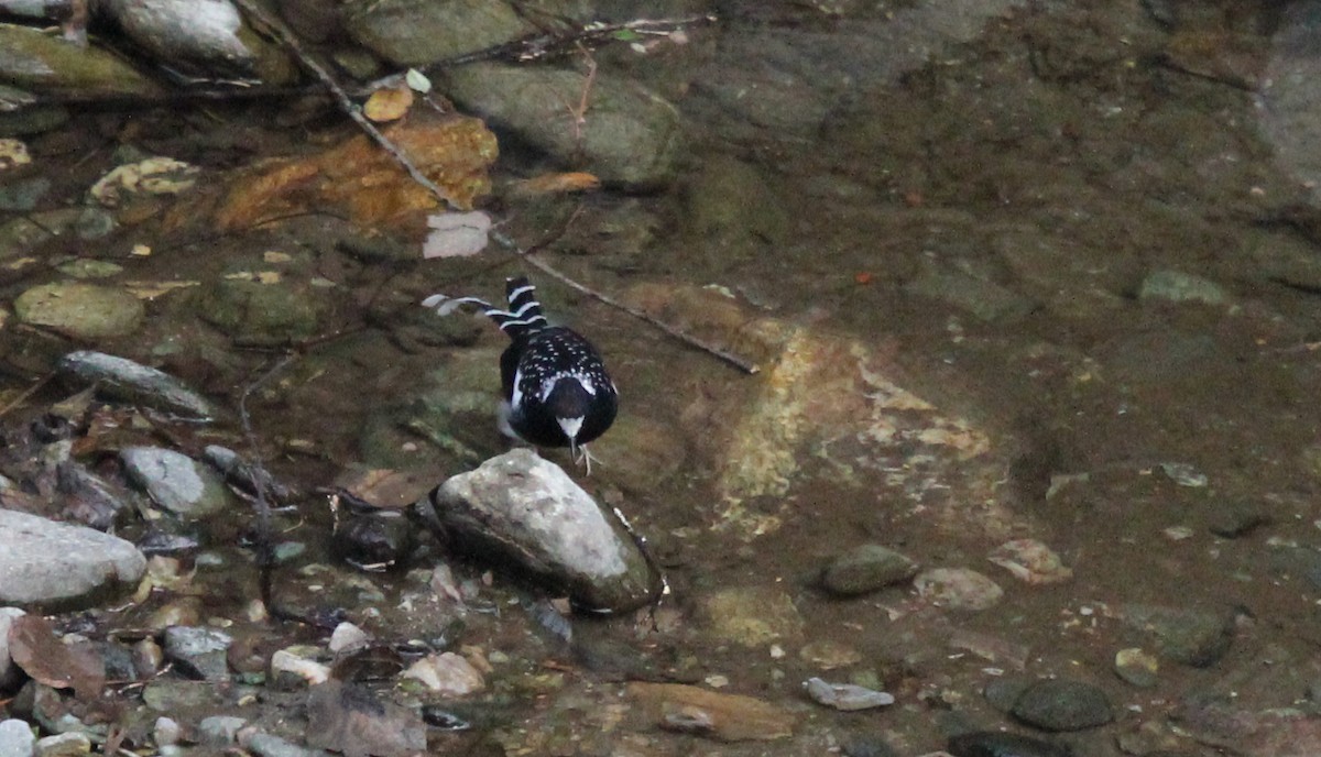 Spotted Forktail - simon walkley