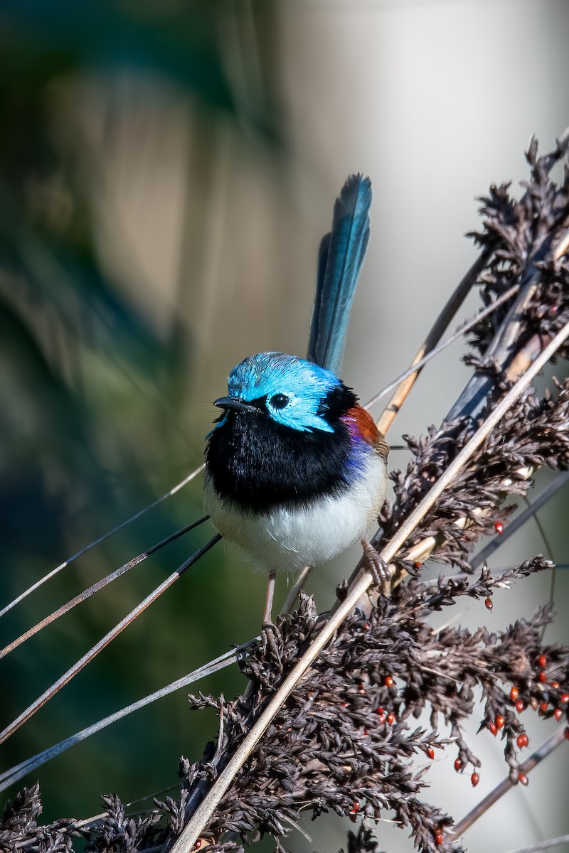 Variegated Fairywren - ML241399951