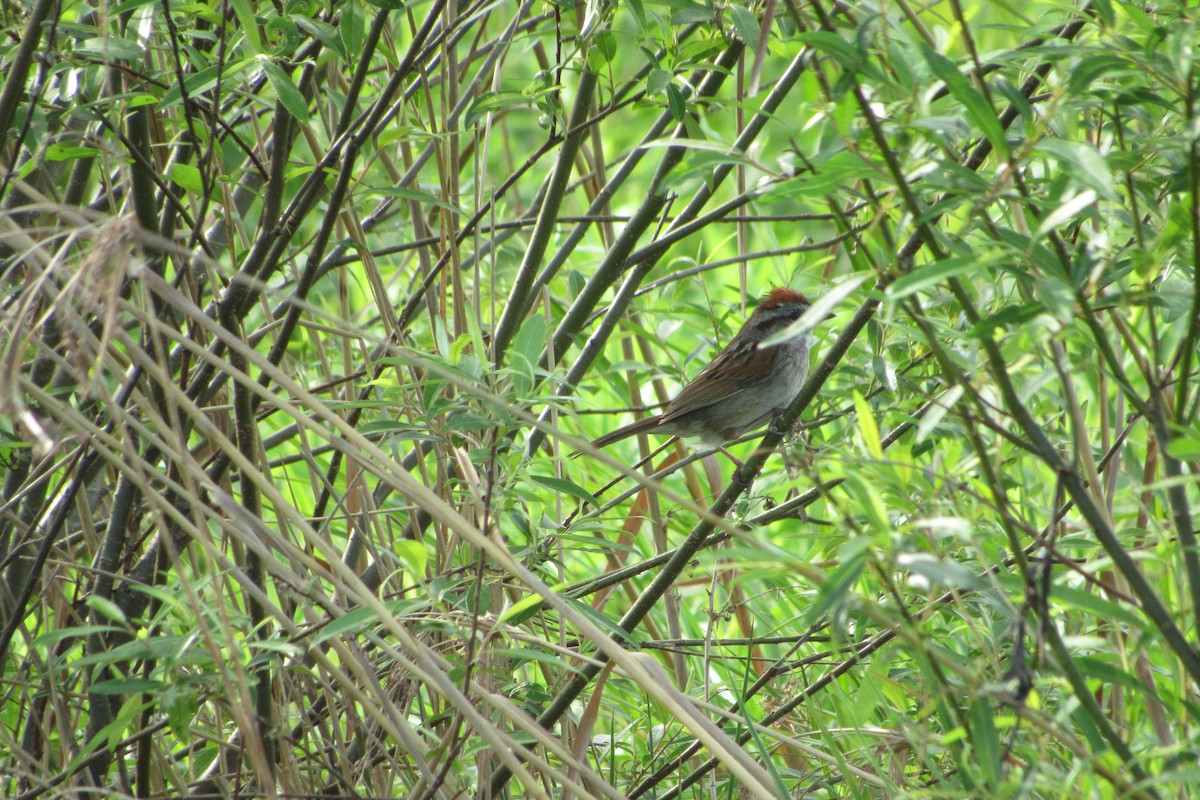 Chipping Sparrow - ML241402161