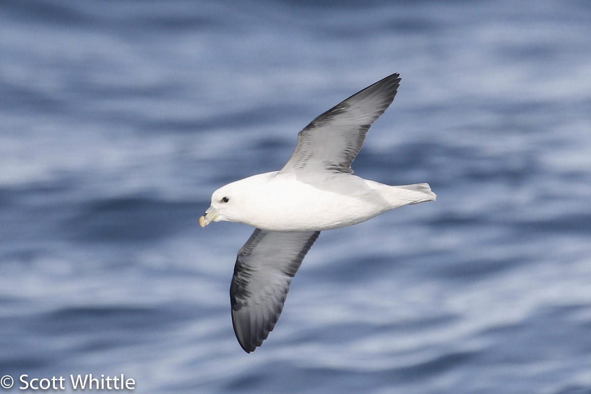 Northern Fulmar - ML24140221