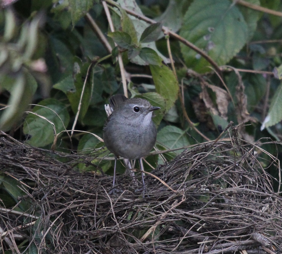 Himalayan/Chinese Rubythroat (White-tailed Rubythroat) - ML241402451