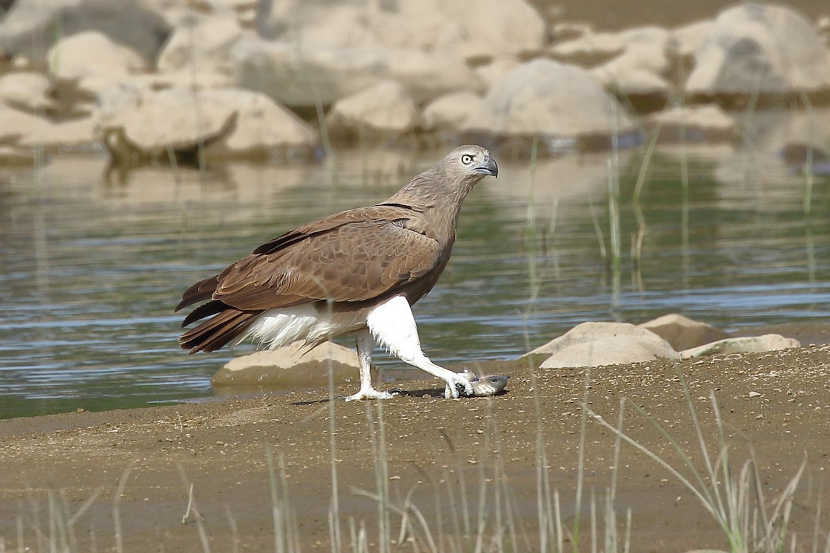 Lesser Fish-Eagle - Rahul  Singh