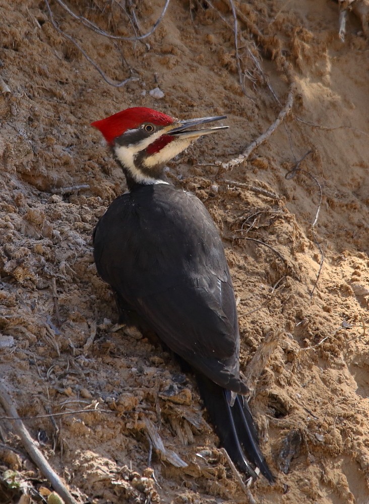 Pileated Woodpecker - Josée Rousseau