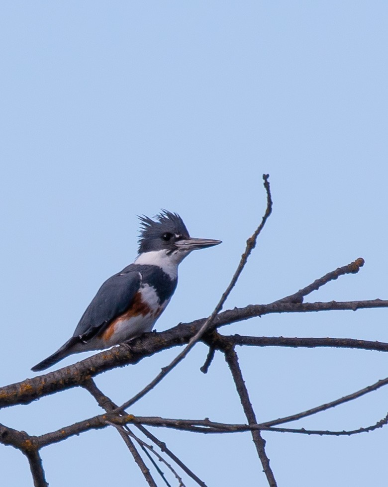 Belted Kingfisher - ML241404441