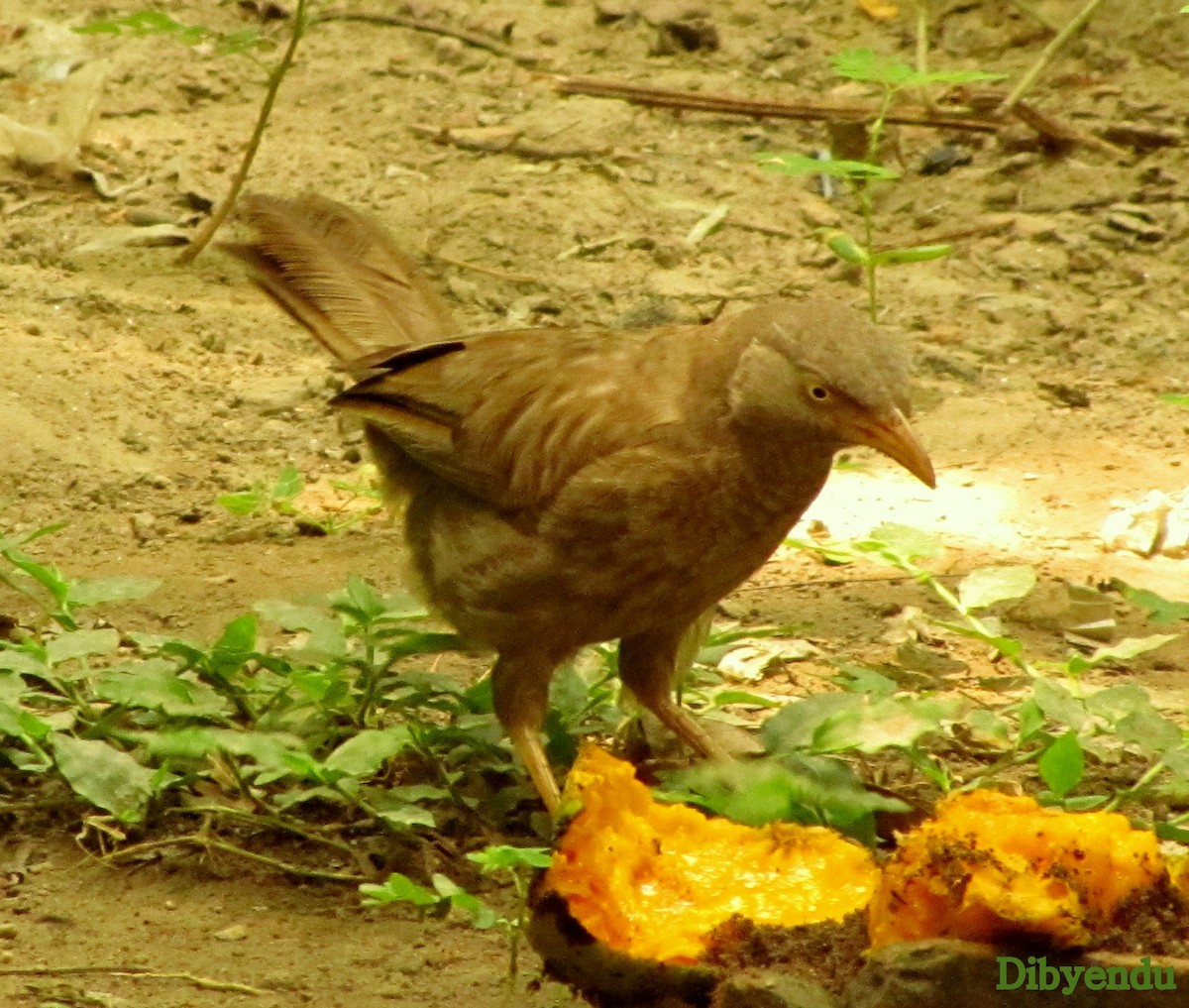 Jungle Babbler - ML241404591