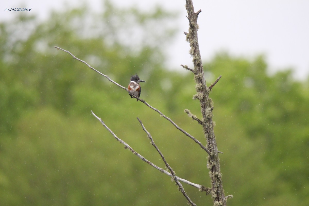 Belted Kingfisher - ML241406201