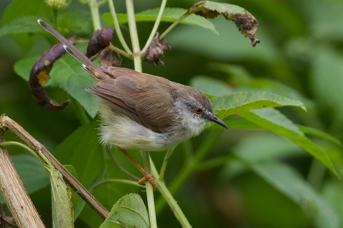 Prinia de Hodgson - ML241408251