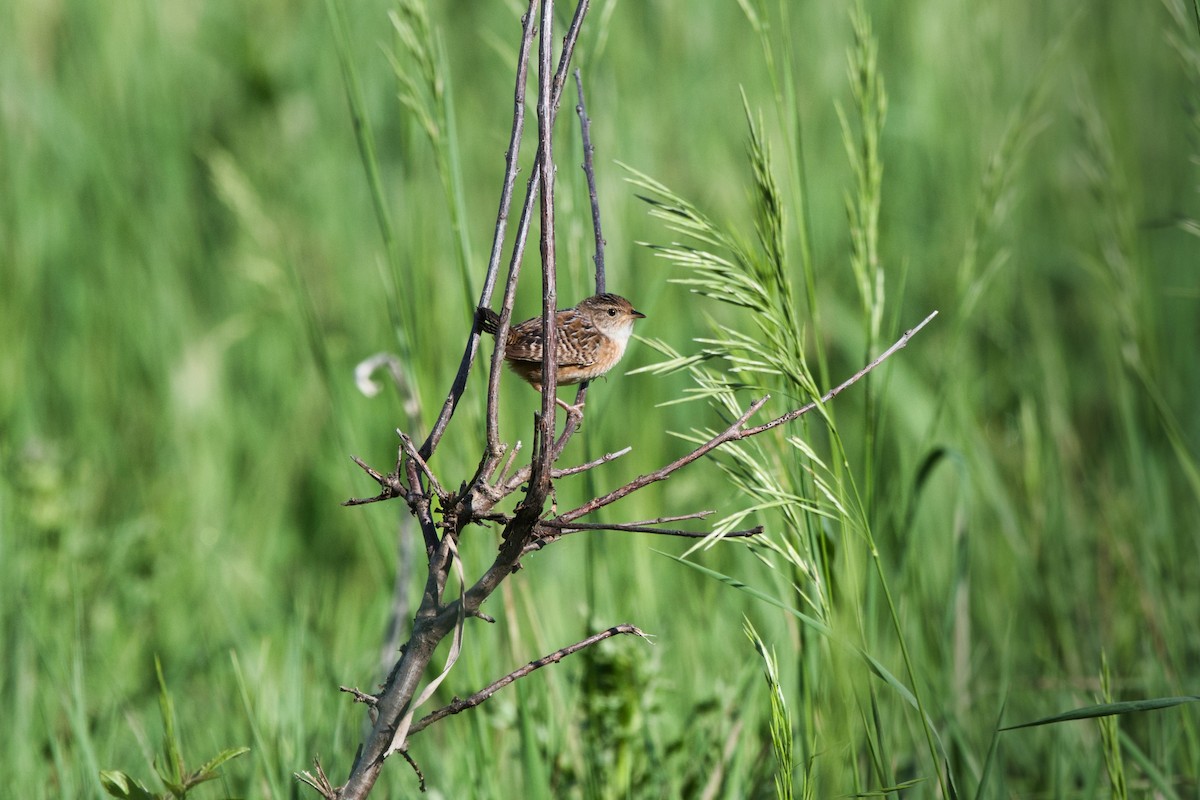 Sedge Wren - ML241408501