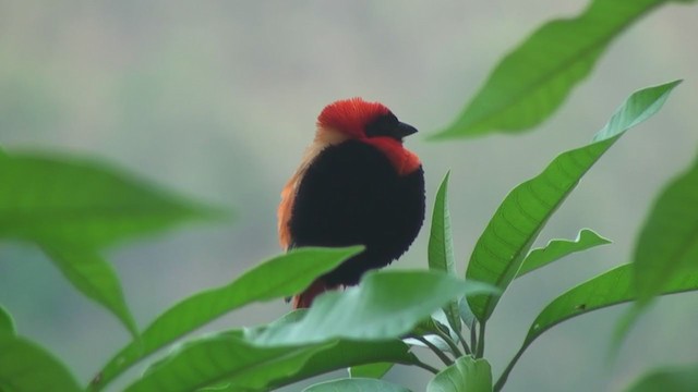 オオキンランチョウ - ML241408561