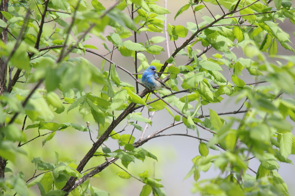 Indigo Bunting - ML241410801