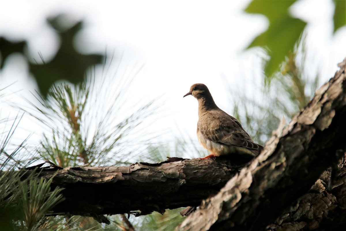 Mourning Dove - ML241411371