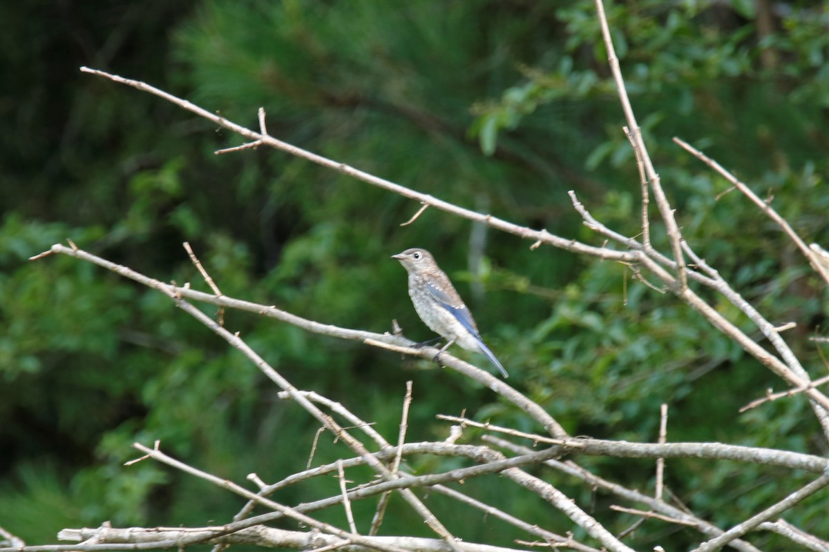 Eastern Bluebird - ML241411531