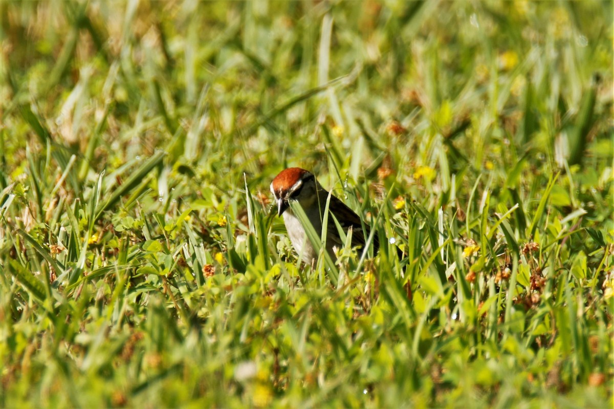 Chipping Sparrow - ML241411581