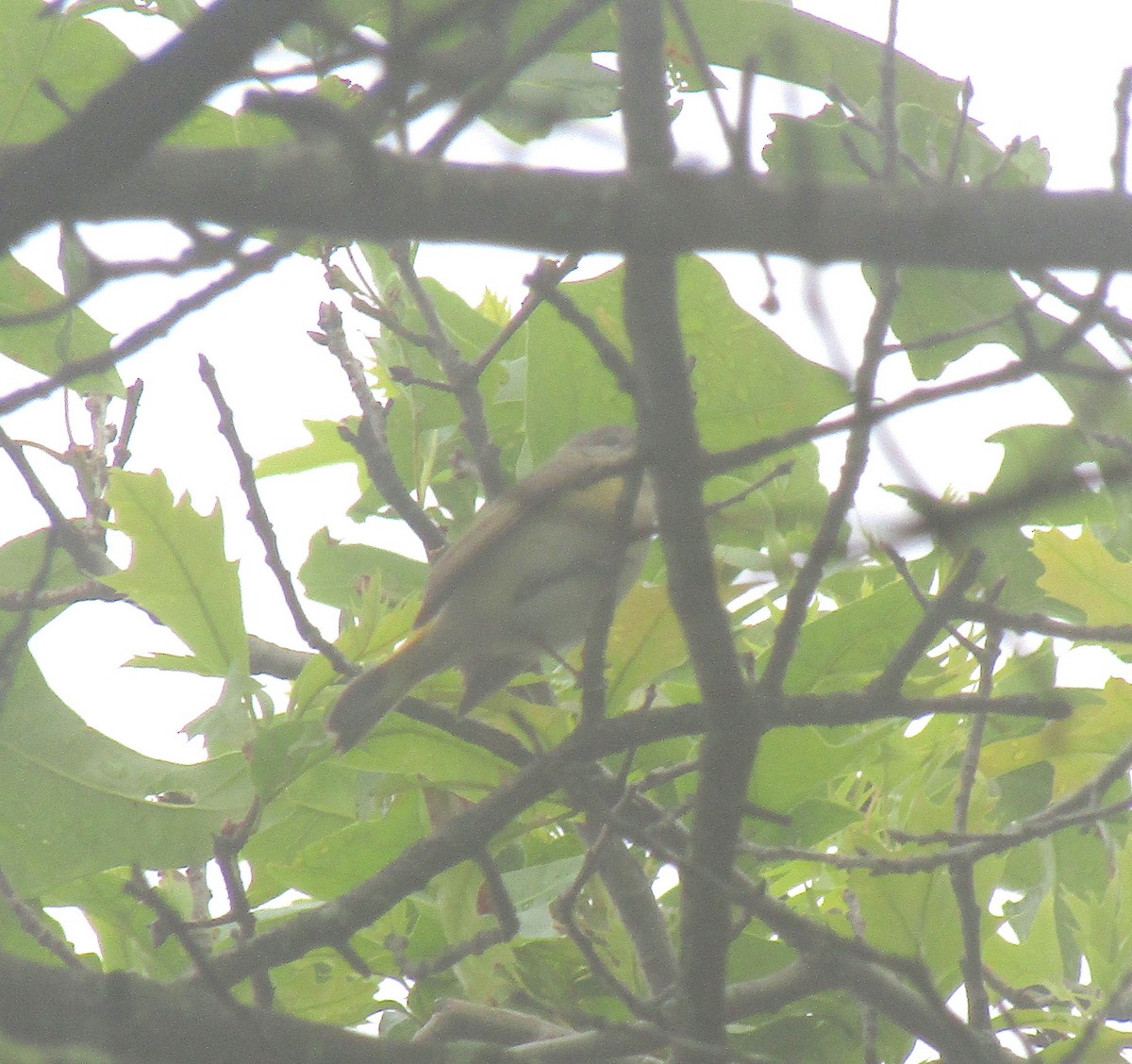 American Redstart - ML241412051