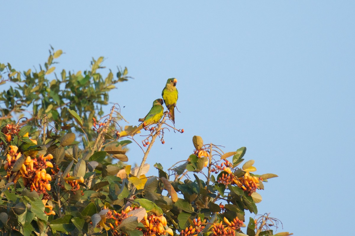 Peach-fronted Parakeet - ML241413011