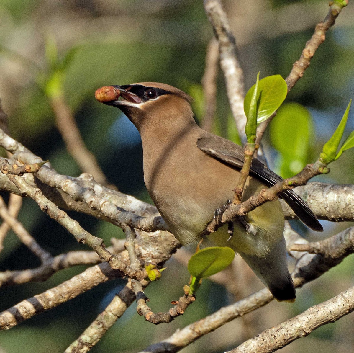 Cedar Waxwing - ML241413721