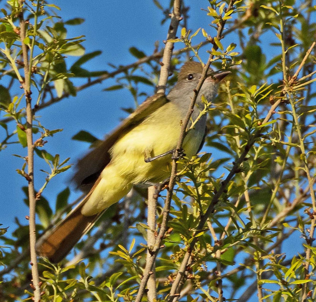 Great Crested Flycatcher - ML241413761