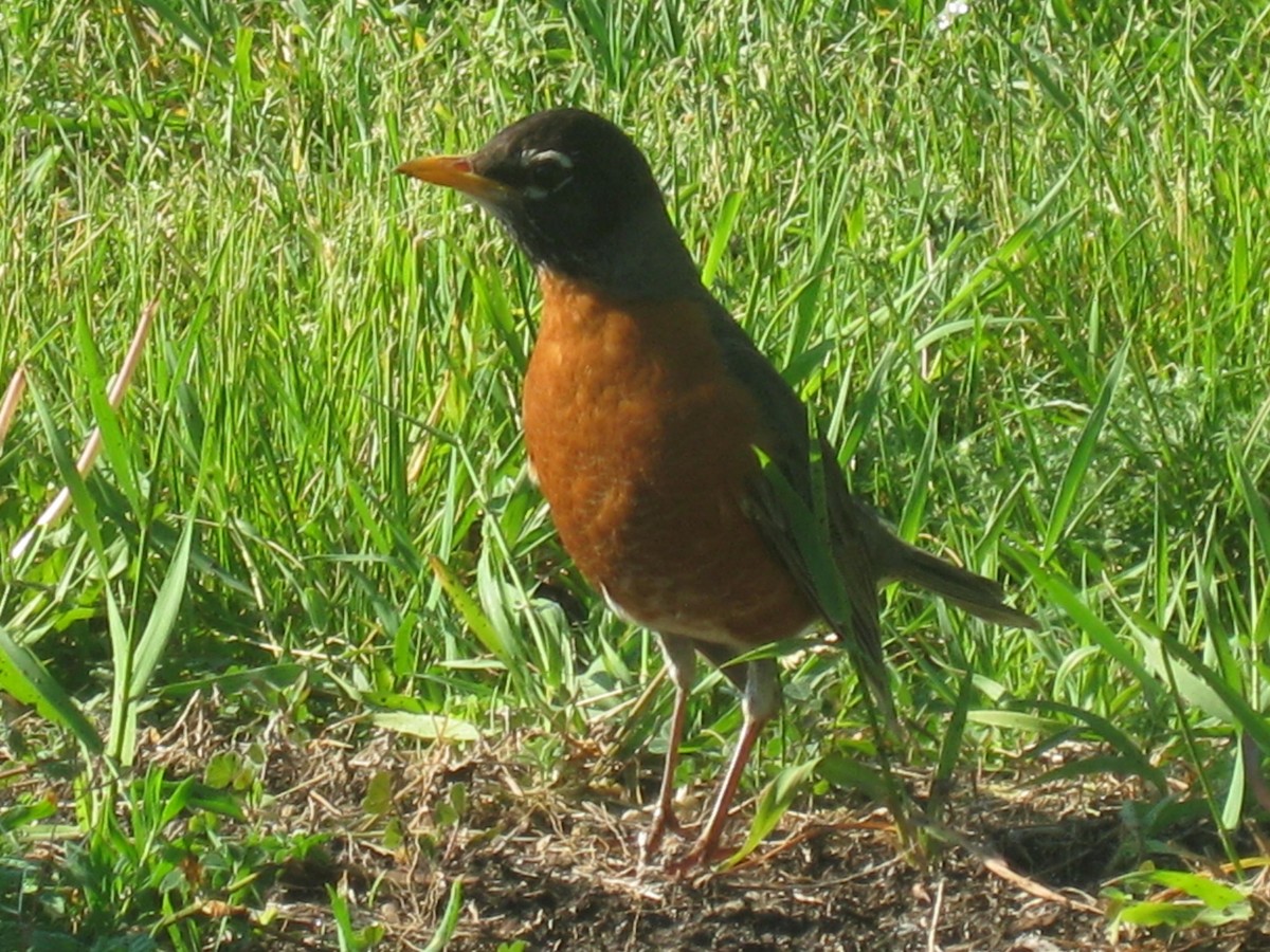 American Robin - ML241414411