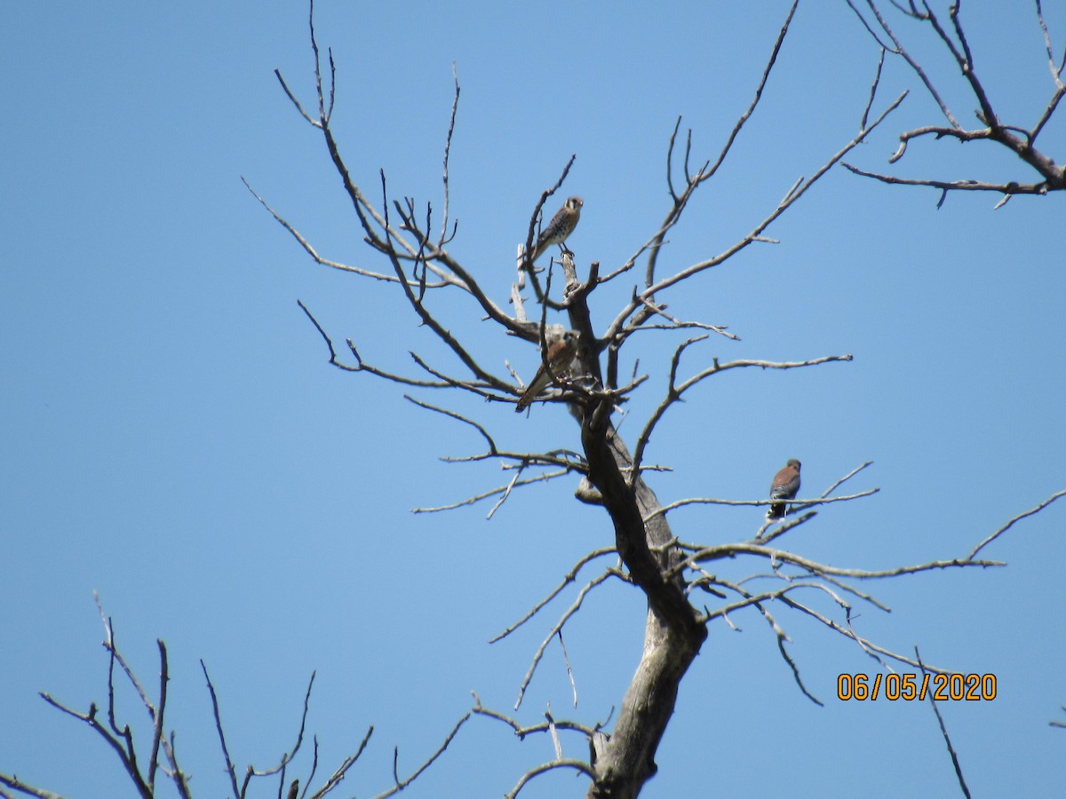 American Kestrel - ML241415251