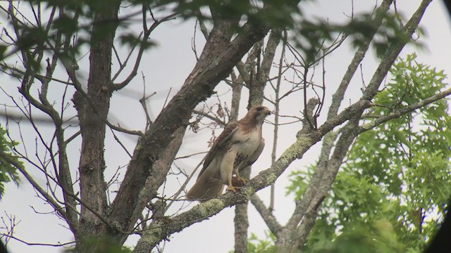 Red-tailed Hawk - ML241415411