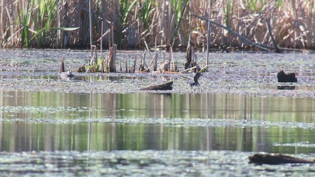 Pied-billed Grebe - ML241416621