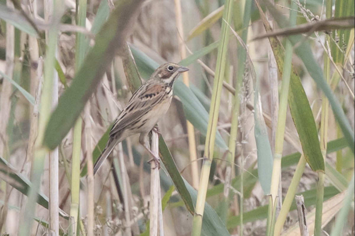 Chestnut-eared Bunting - ML241417011