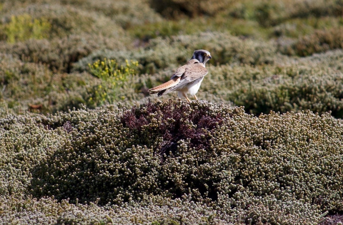 American Kestrel - ML241420881