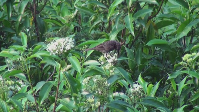 Scarlet-chested Sunbird - ML241420971