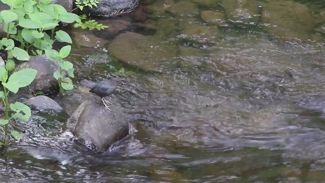 American Dipper - ML241421041