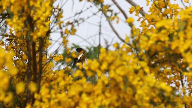 Evening Grosbeak (type 1) - ML241421711