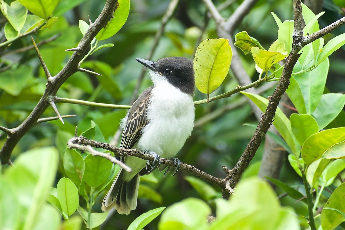 Loggerhead Kingbird - ML241421801