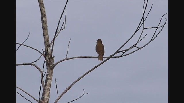 Swainson's Thrush - ML241422021