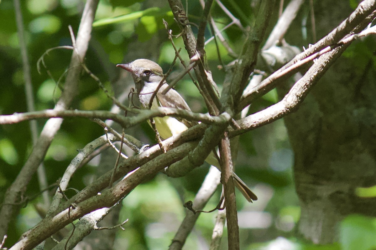Great Crested Flycatcher - ML241422601