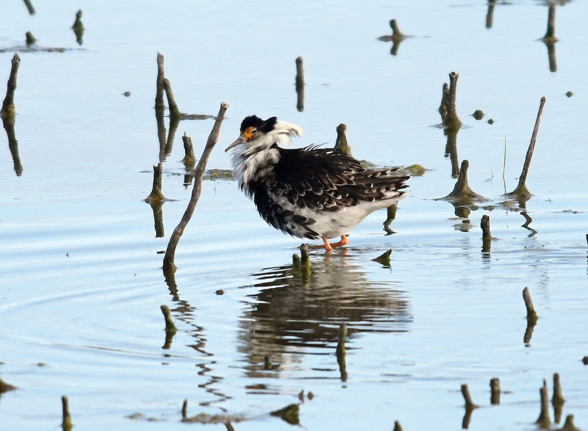 Ноцоо элсэг - ML241423641