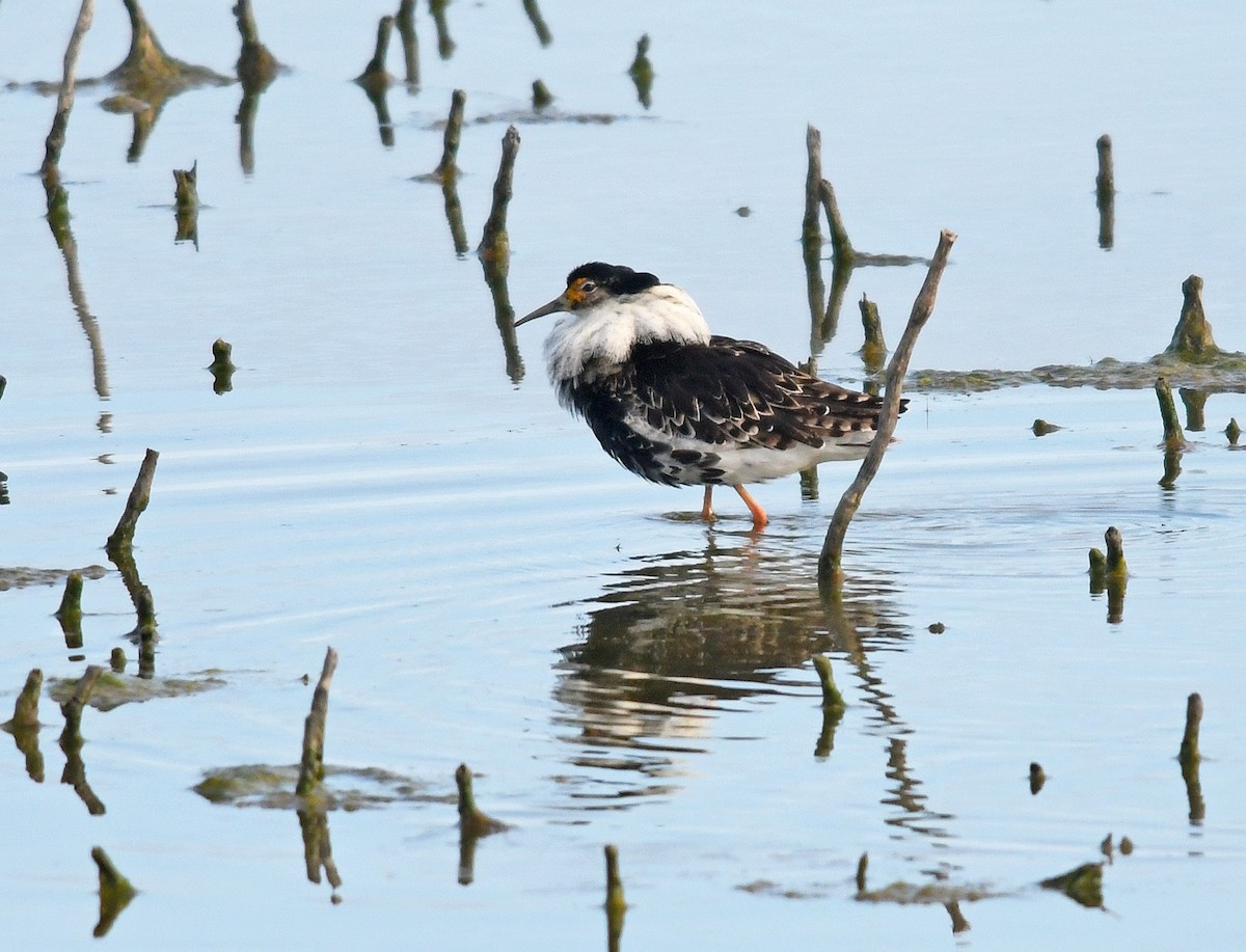 Ноцоо элсэг - ML241423651