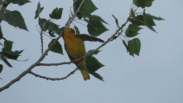 Bullock's Oriole - ML241424111