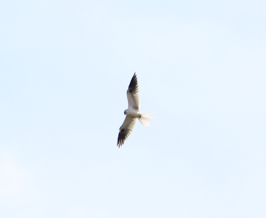 White-tailed Kite - ML241424521