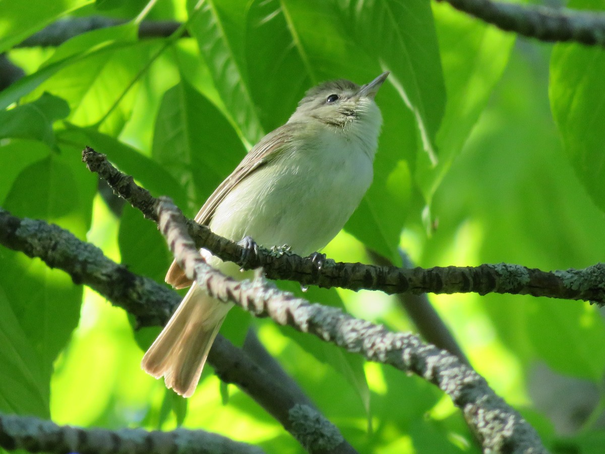 Warbling Vireo - ML241425631