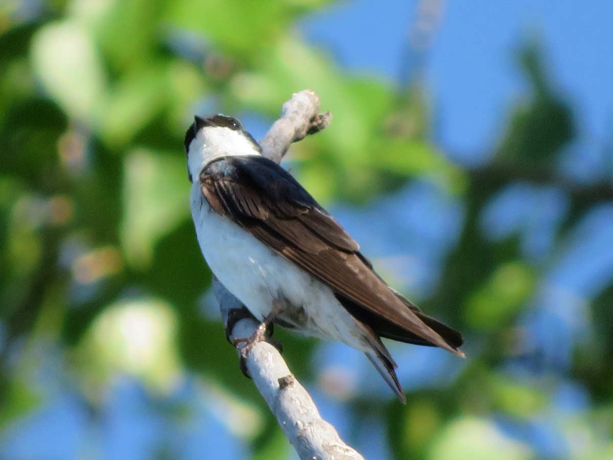 Tree Swallow - Katarzyna Kabacinska