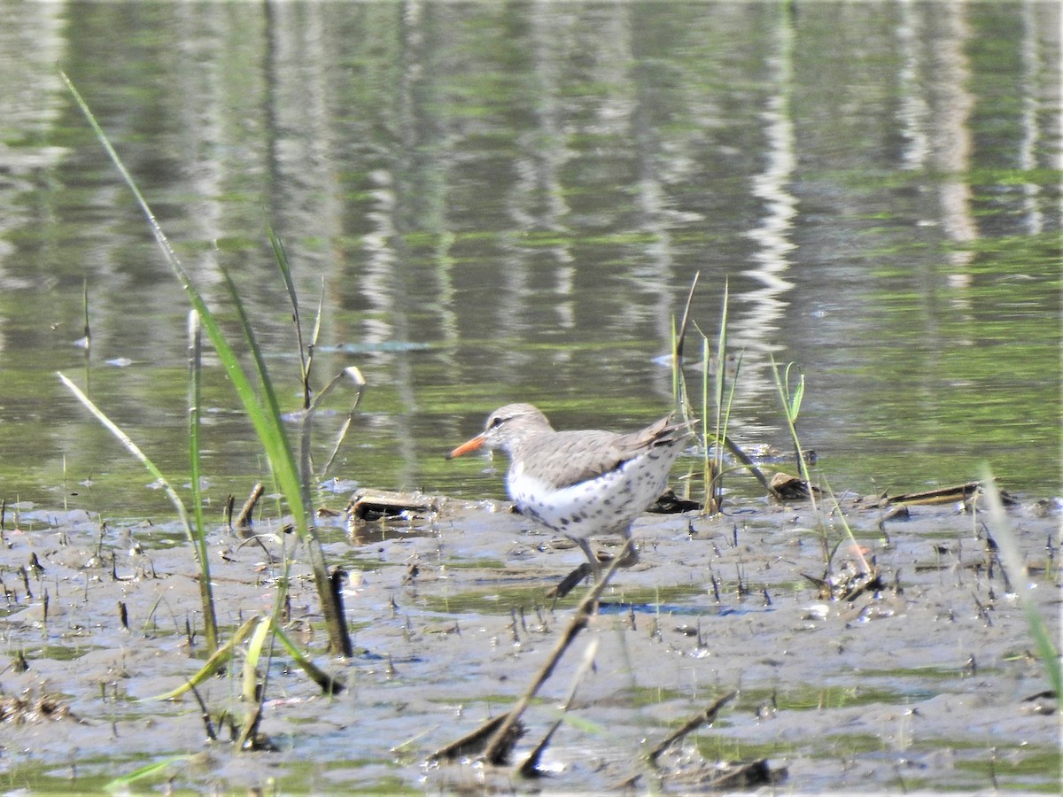 Spotted Sandpiper - Susan Brauning