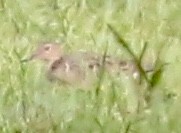 Buff-breasted Sandpiper - ML241428071