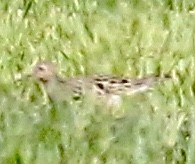 Buff-breasted Sandpiper - ML241428081