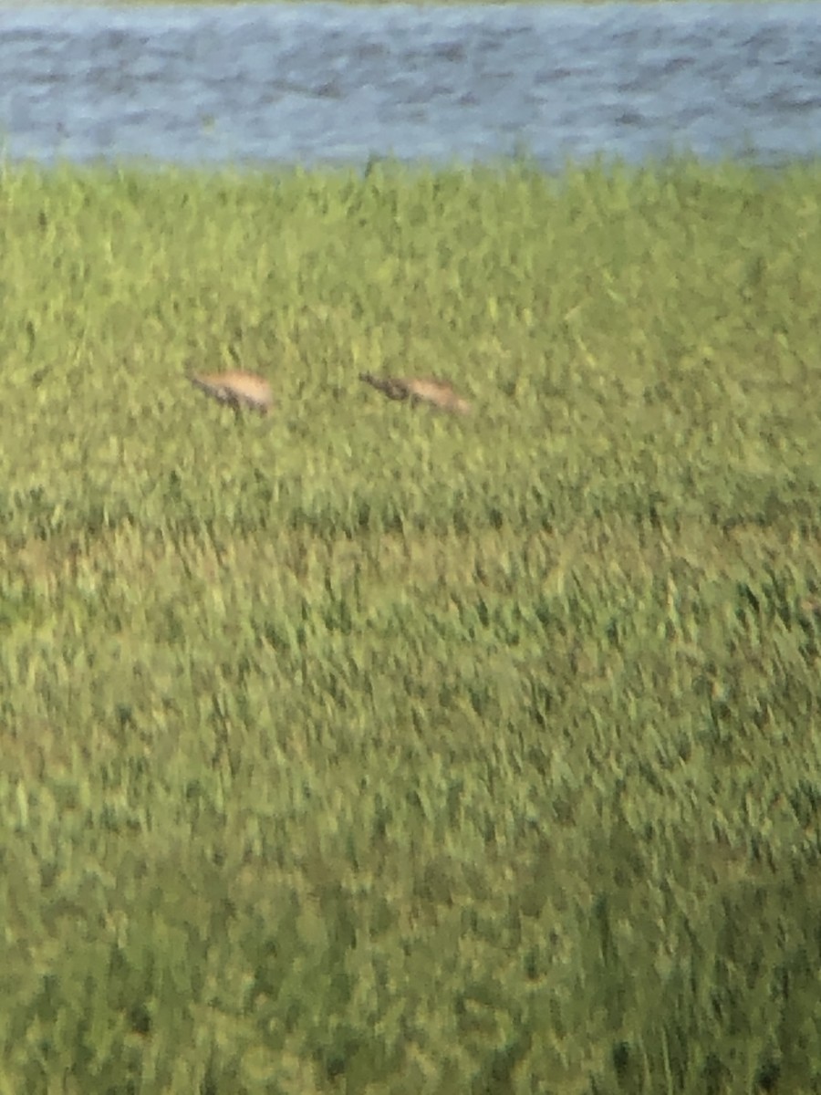 Hudsonian Godwit - ML241428271