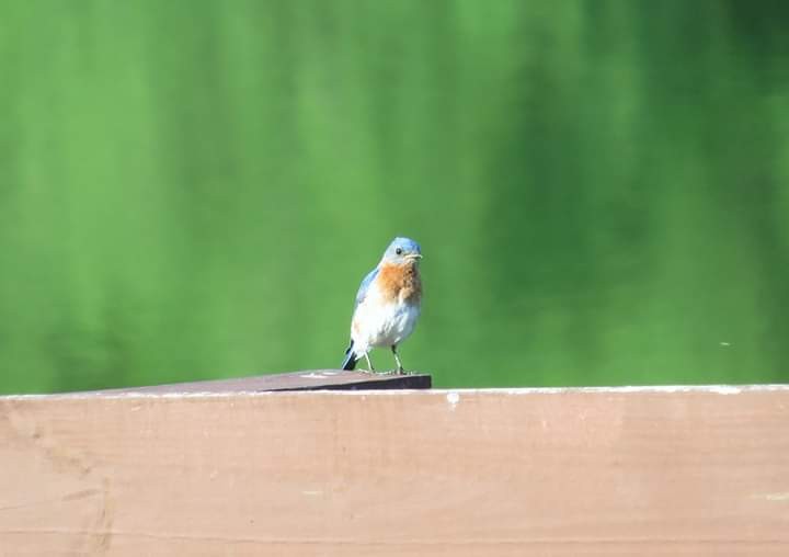 Eastern Bluebird - ML241428291